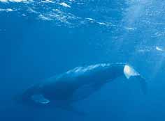 Papapof, la baleine et la T&eacute;norina.. .  .   .
