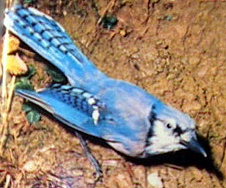  Regarde cet oiseau 