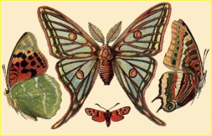 Le papillon d'un jour