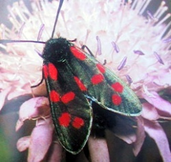Tu es mon papillon.. .  .   .