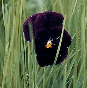 Petite fleur